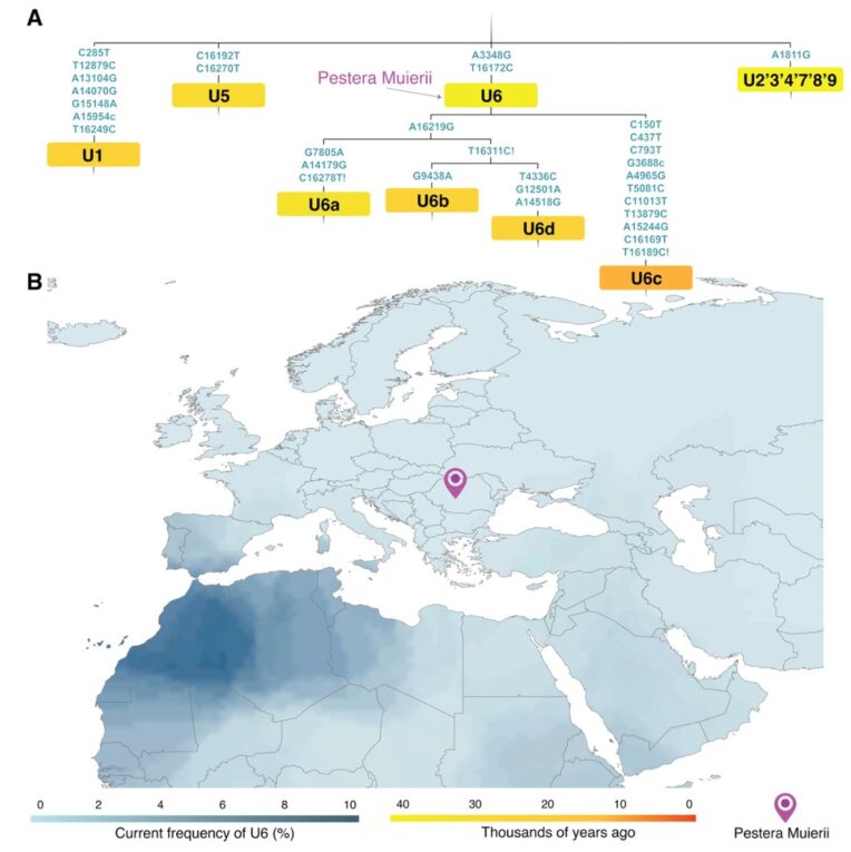 Palaeolithic back-migration to Africa